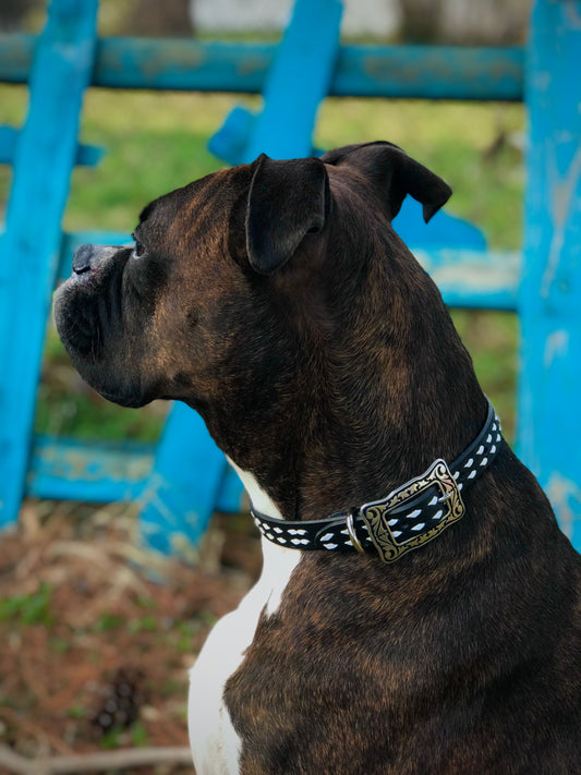 Black Leather Dog Collar with White Buckstitch