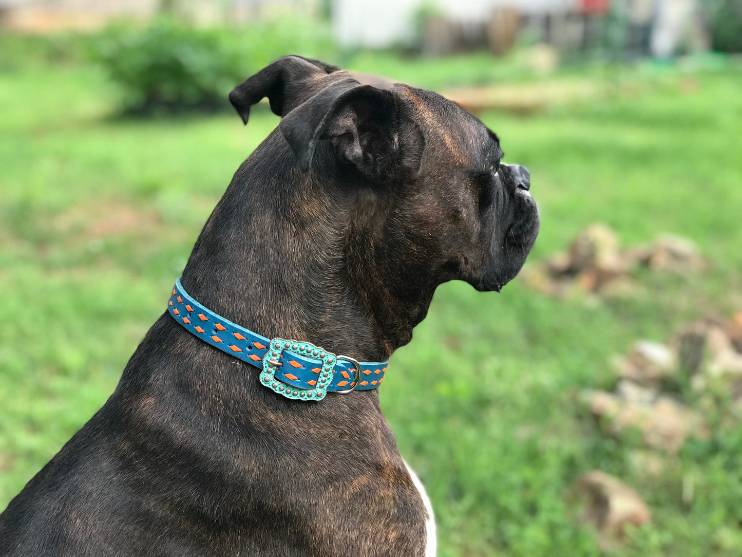 Blue Leather Dog Collar with Orange Buckstitch