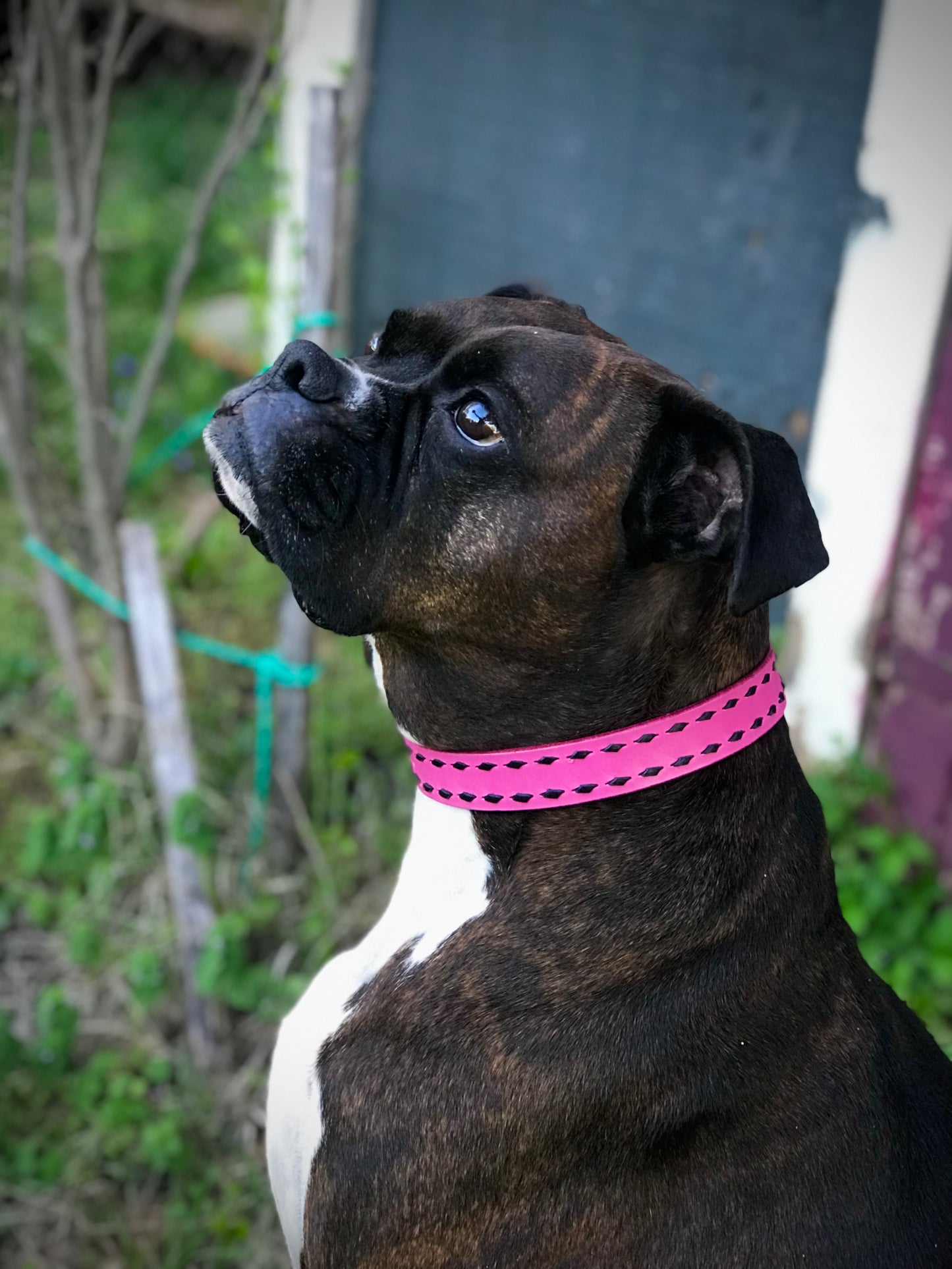 1" Bubblegum Pink Leather Collar with Black Buckstitch